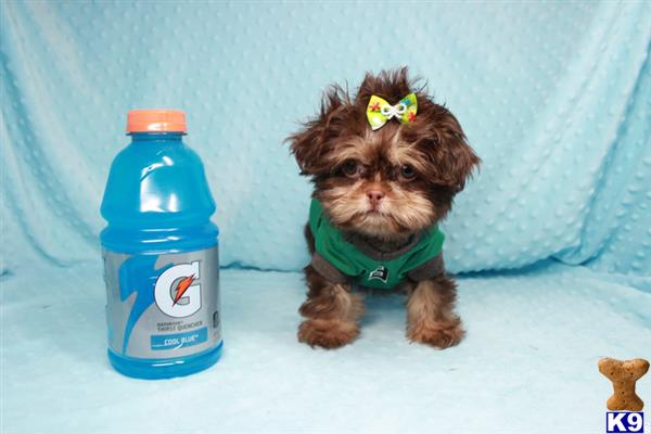 lvpuppyheaven Picture 2
